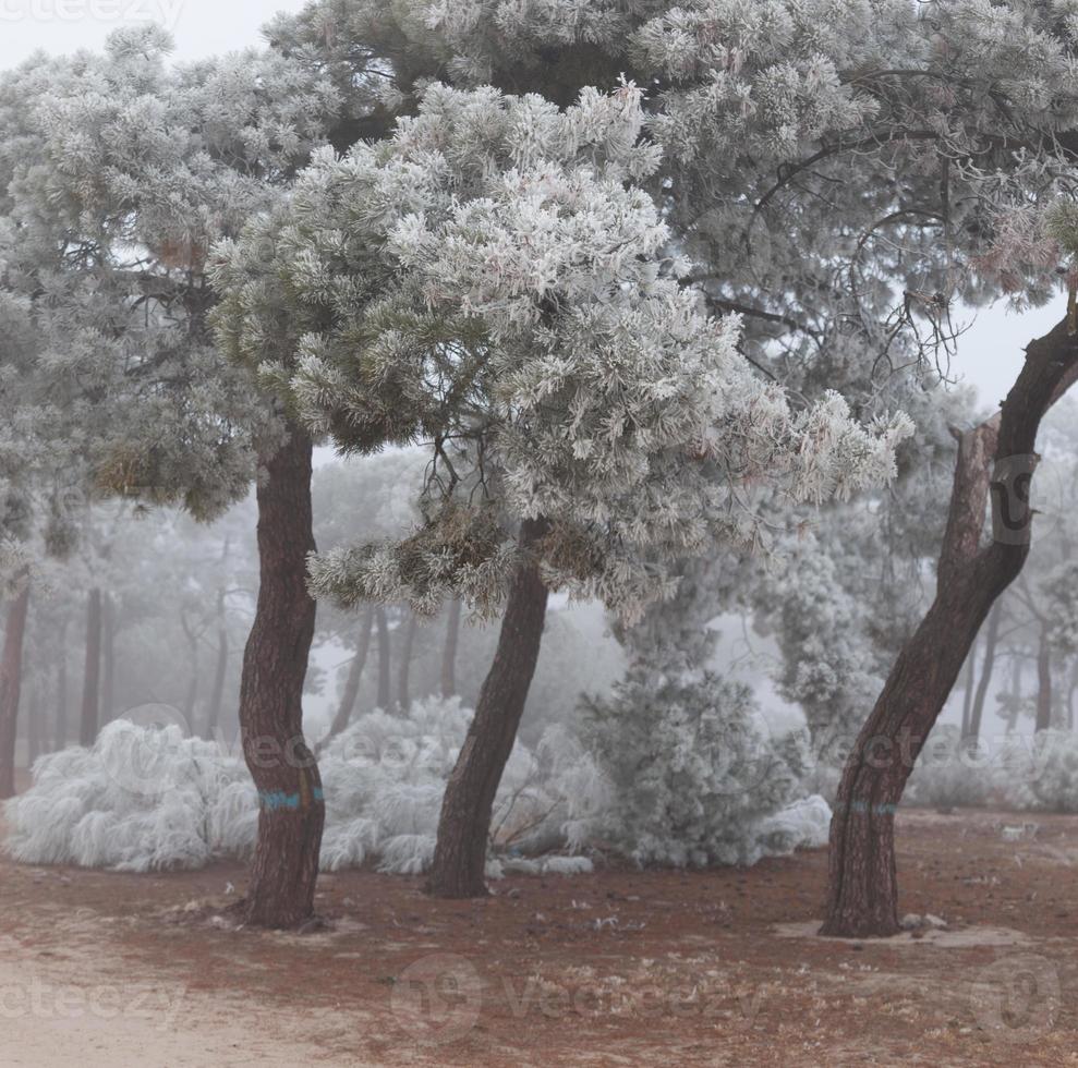 A frozen pine forest one winter morning in Castilla photo