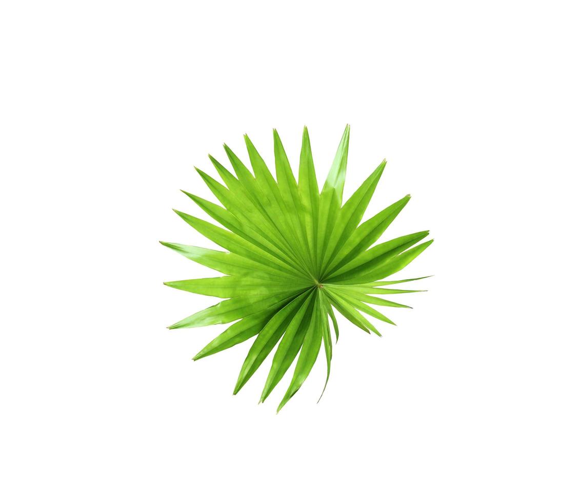 Green leaf of a palm tree isolated on a white background photo