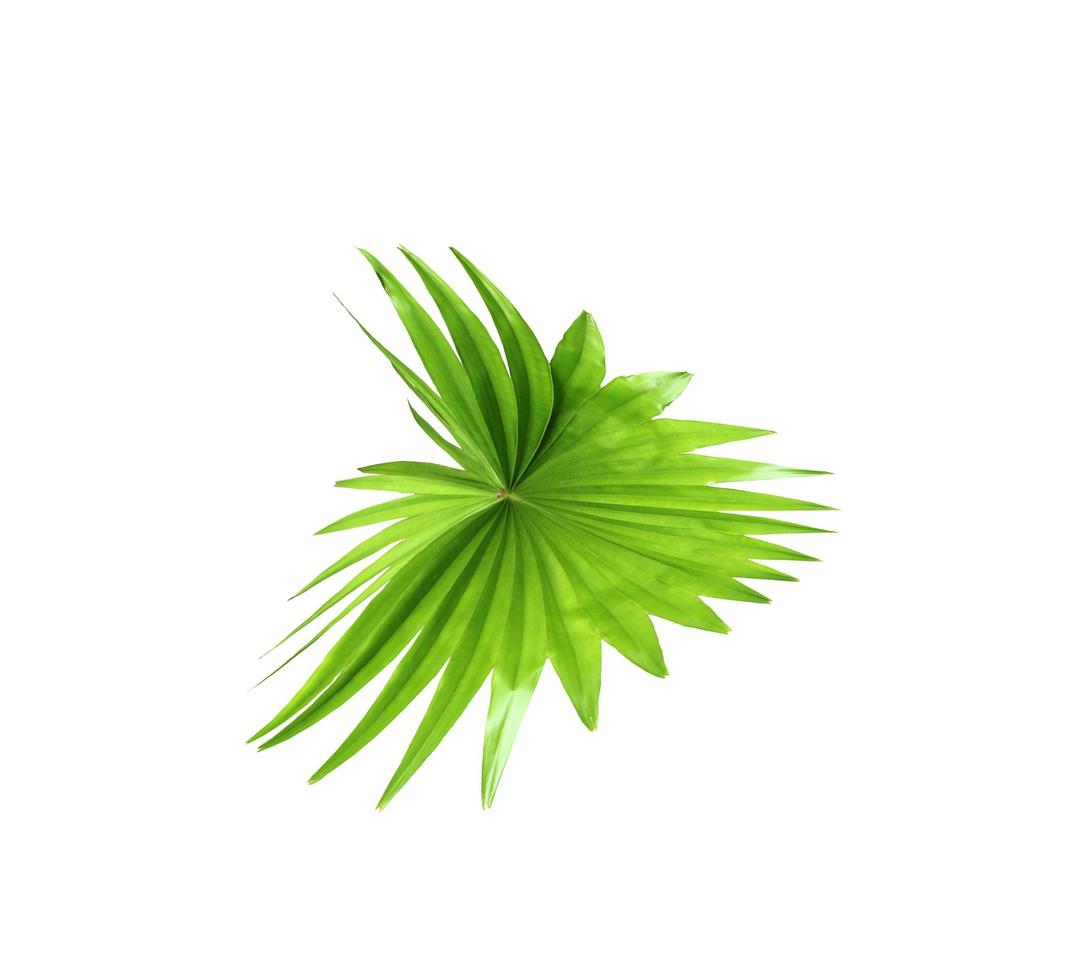 Green leaf of a palm tree isolated on a white background photo