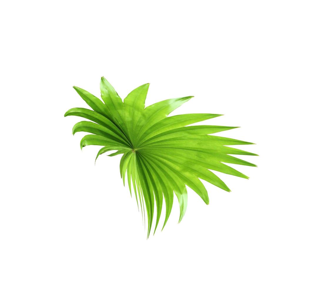 Green leaf of a palm tree isolated on a white background photo