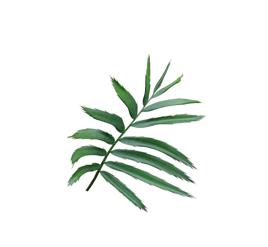 Green leaf of a palm tree isolated on a white background photo