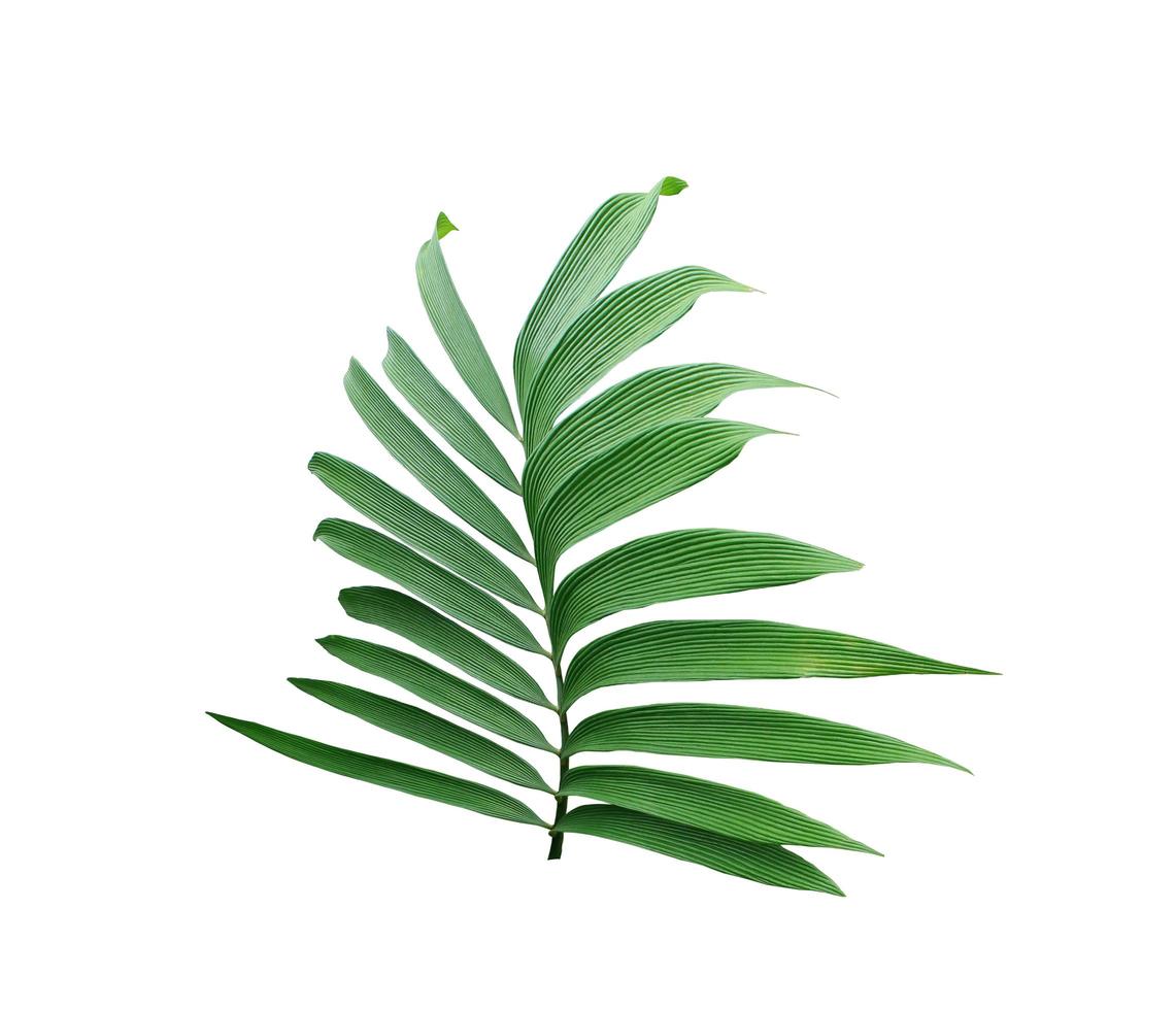 Green leaf of a palm tree isolated on a white background photo