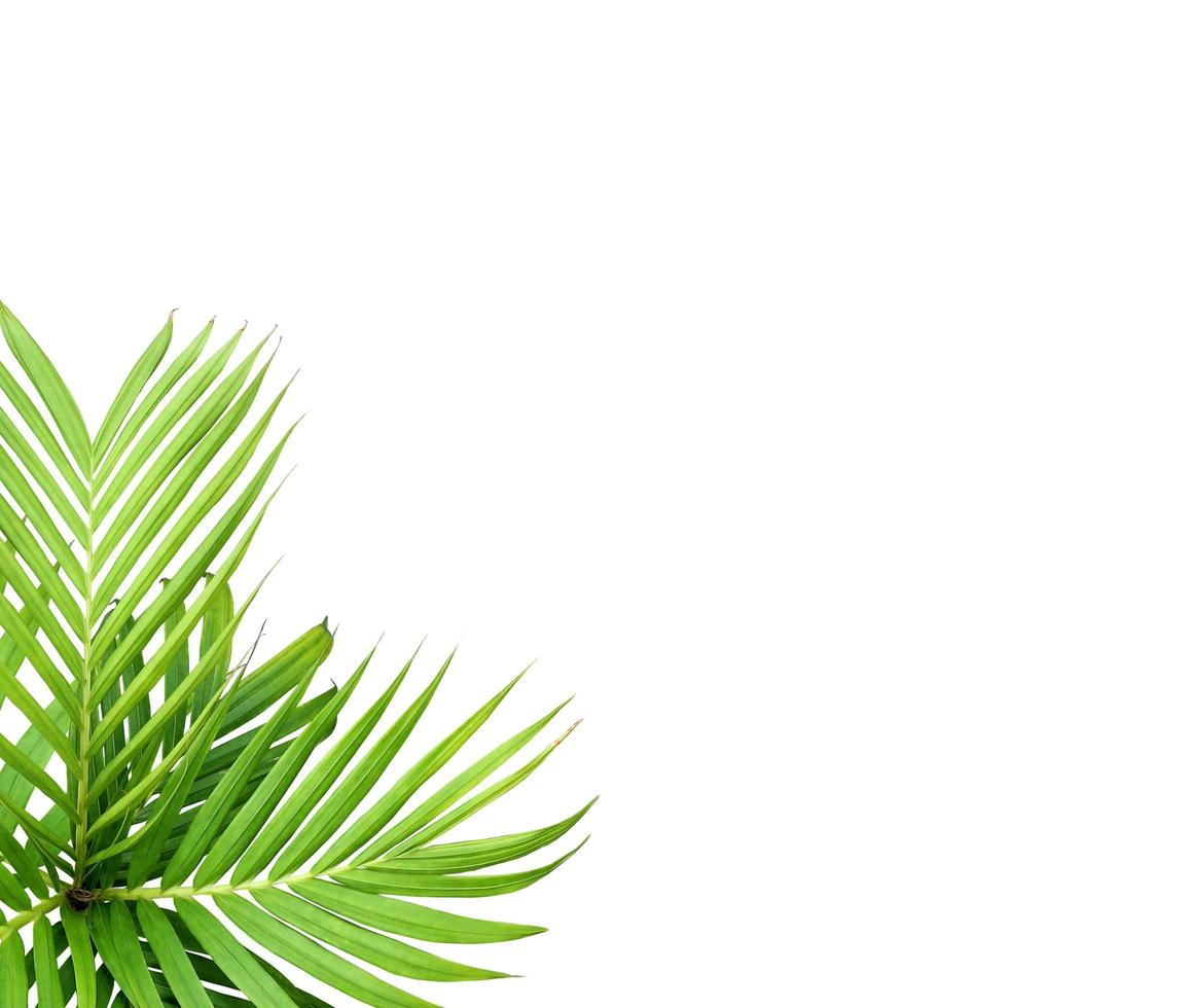 Green leaf of a palm tree isolated on a white background photo