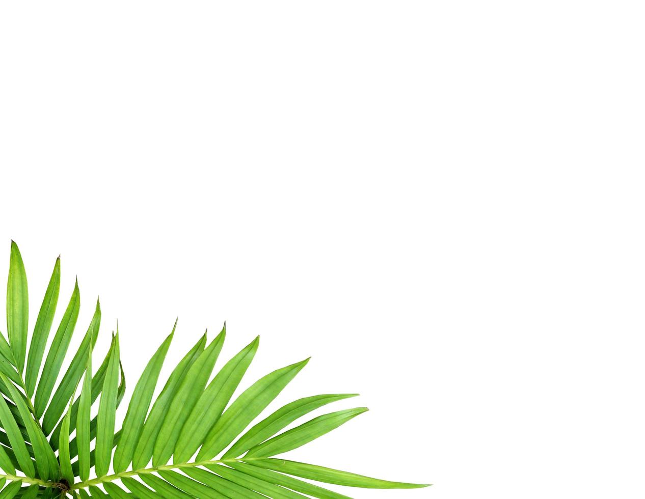 Green leaf of a palm tree isolated on a white background photo