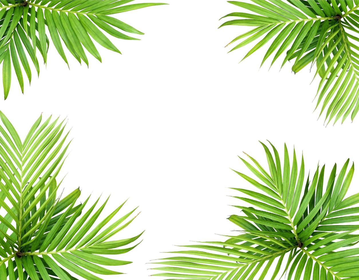 Hoja verde de una palmera aislado sobre un fondo blanco. foto
