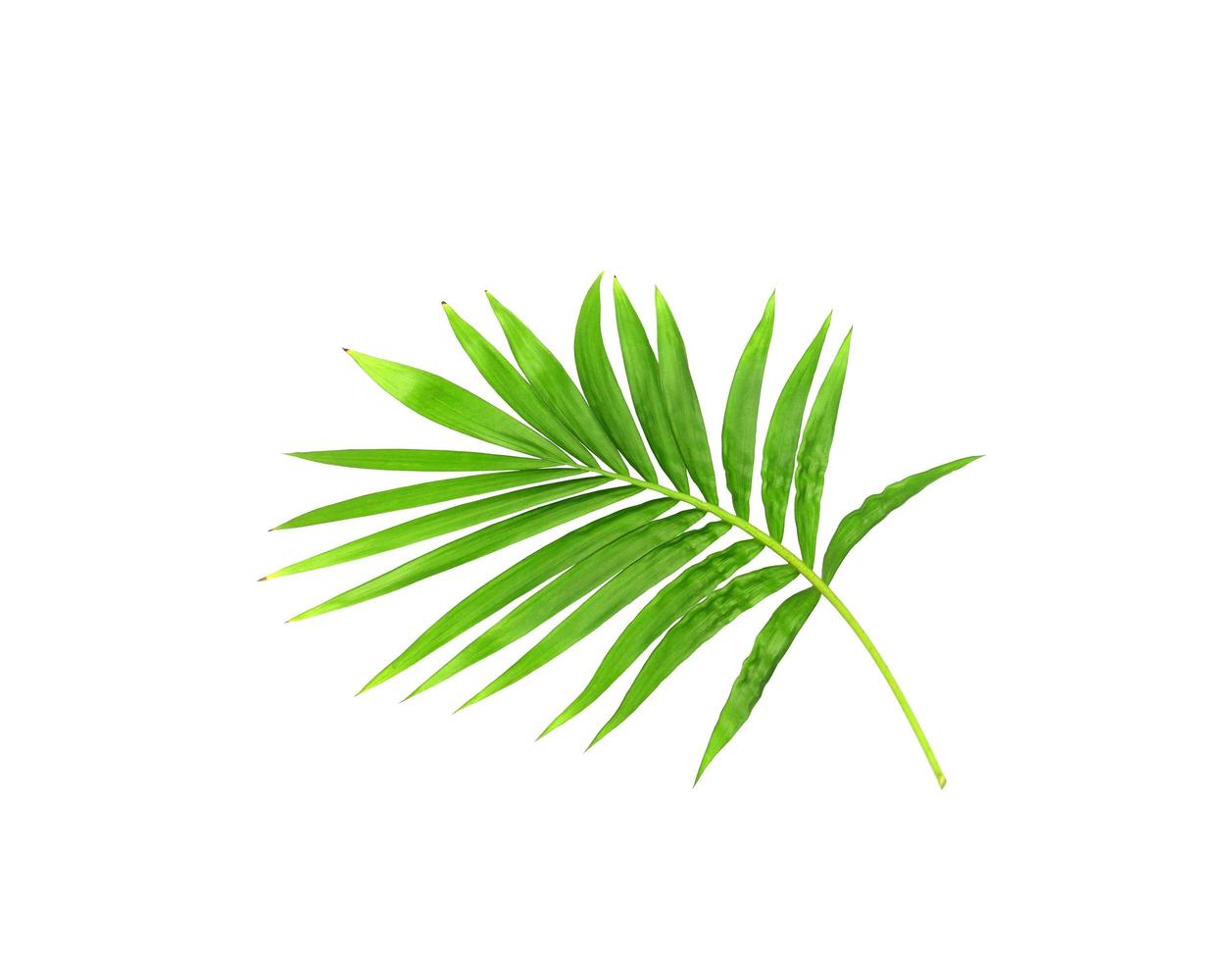 Green leaf of a palm tree isolated on a white background photo