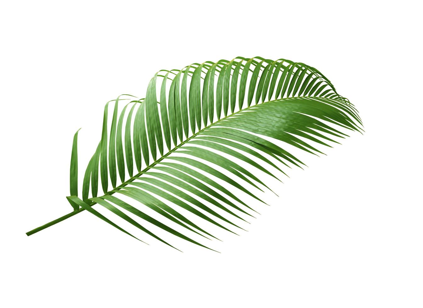 Green leaf of a palm tree isolated on a white background photo