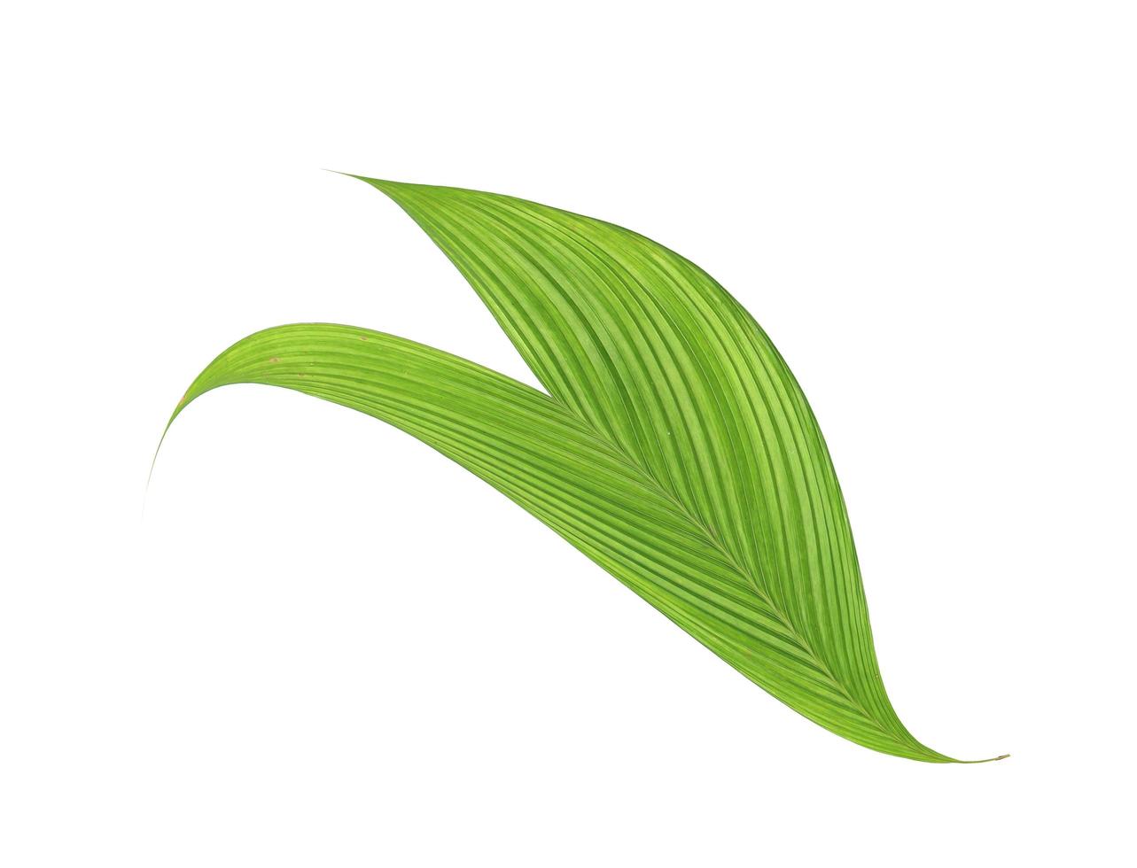 Green leaf of a palm tree isolated on a white background photo