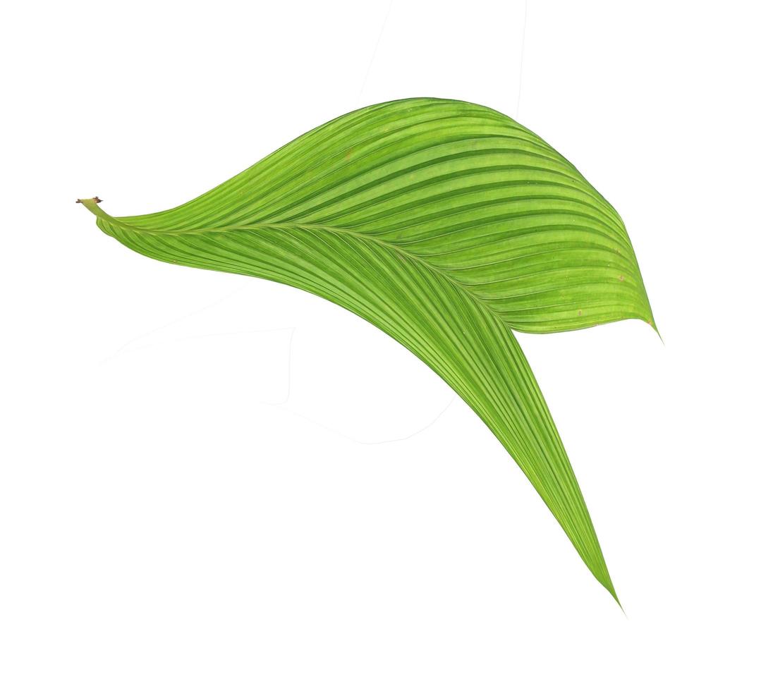 Green leaf of a palm tree isolated on a white background photo
