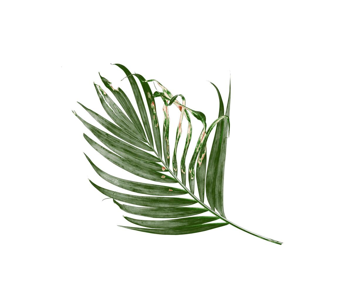 Palm leaf isolated on a white background photo