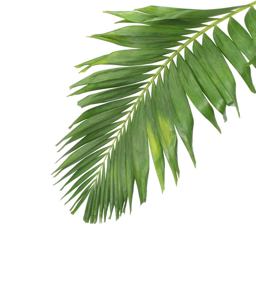 Palm leaf isolated on a white background photo