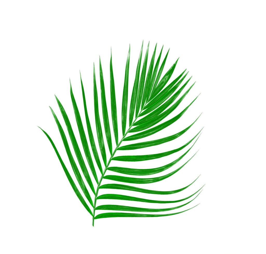 Green leaves of a palm tree isolated on a white background photo