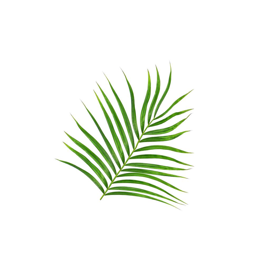 Green leaves of a palm tree isolated on a white background photo