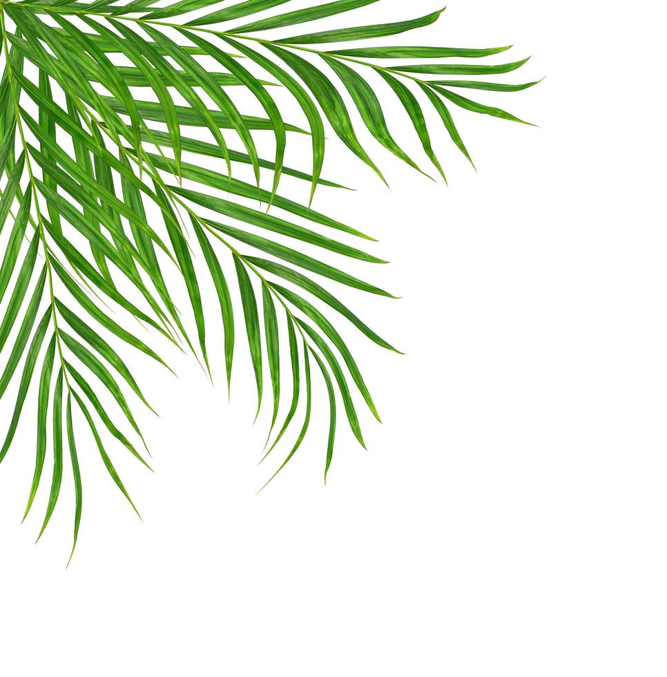 Green leaves of a palm tree isolated on a white background photo