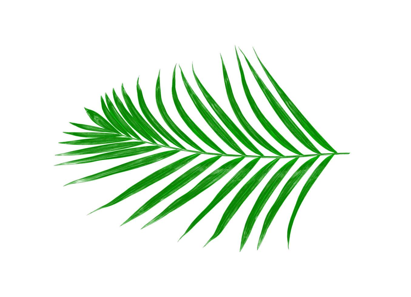 Green leaves of a palm tree isolated on a white background photo