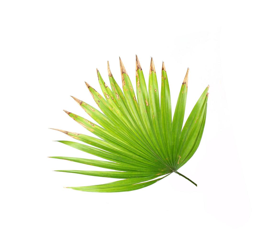Green leaves of a palm tree isolated on a white background photo