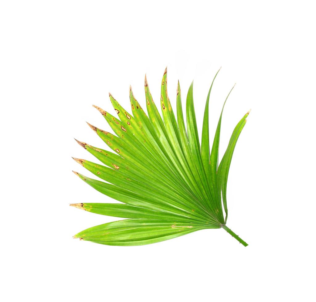 Green leaves of a palm tree isolated on a white background photo