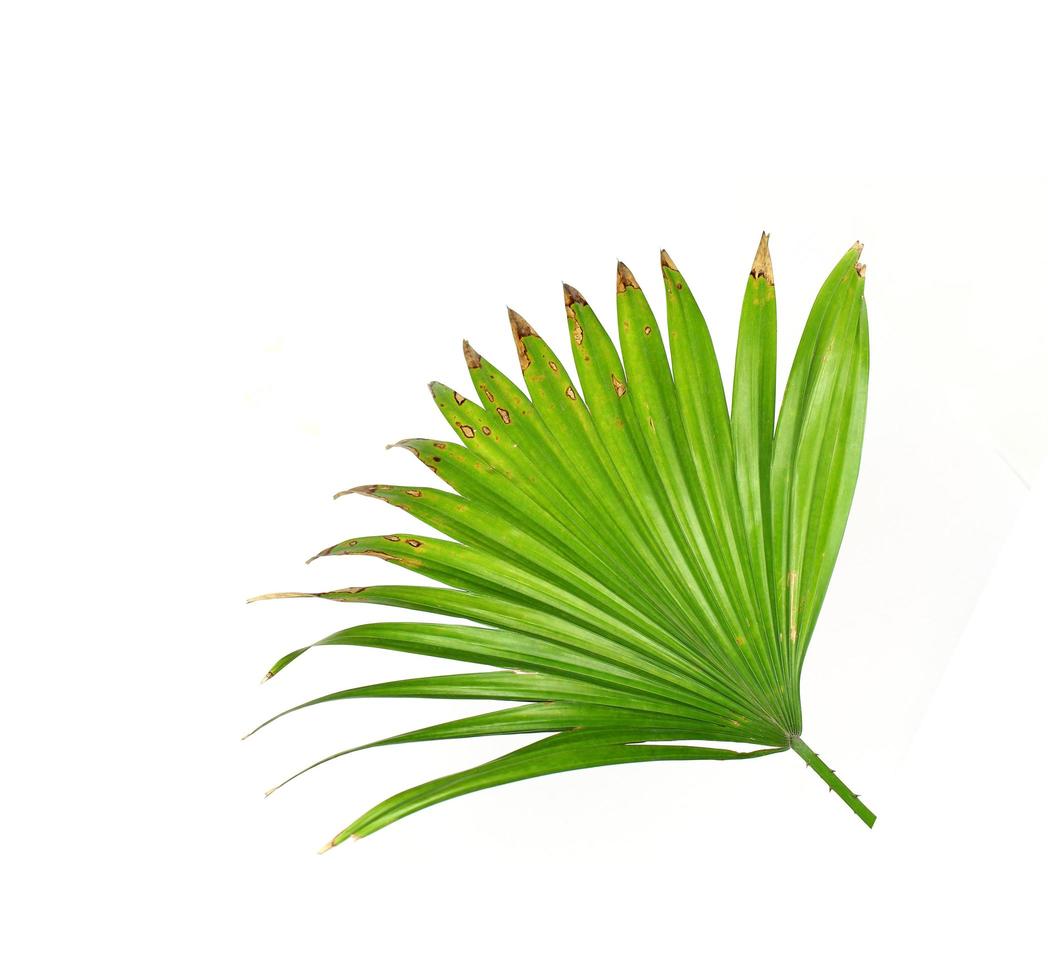 Green leaves of a palm tree isolated on a white background photo