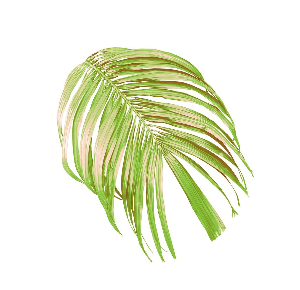 Green leaves of a palm tree isolated on a white background photo