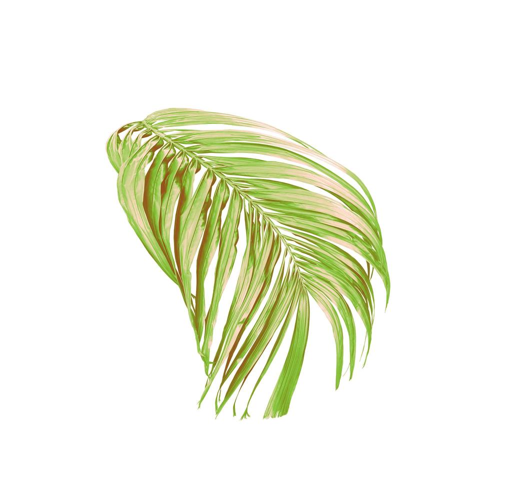 Green leaves of a palm tree isolated on a white background photo