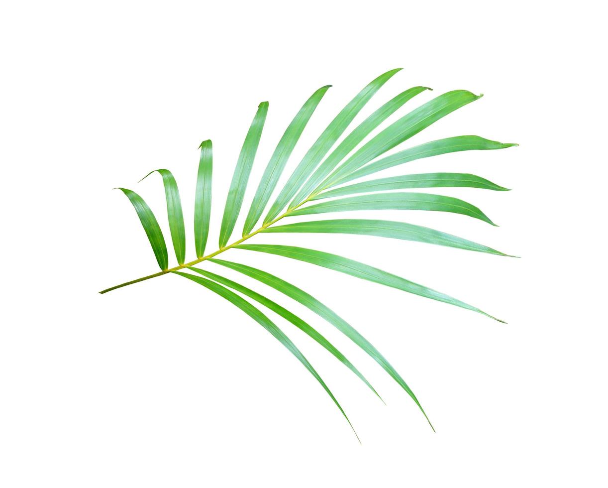 Green leaves of a palm tree isolated on a white background photo