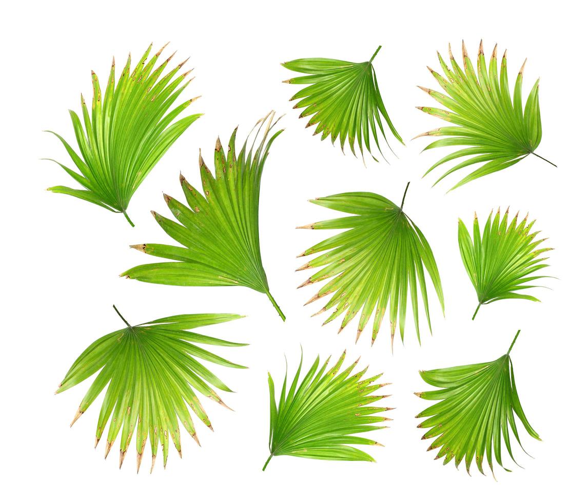 Hoja de palma verde aislada en blanco para el fondo de verano foto