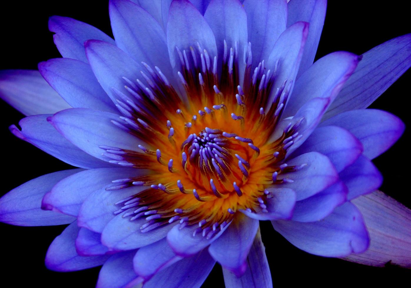 Lotus flower plant isolated on a black background photo