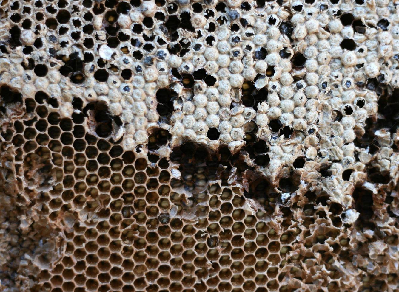 Close up of a bees nest photo