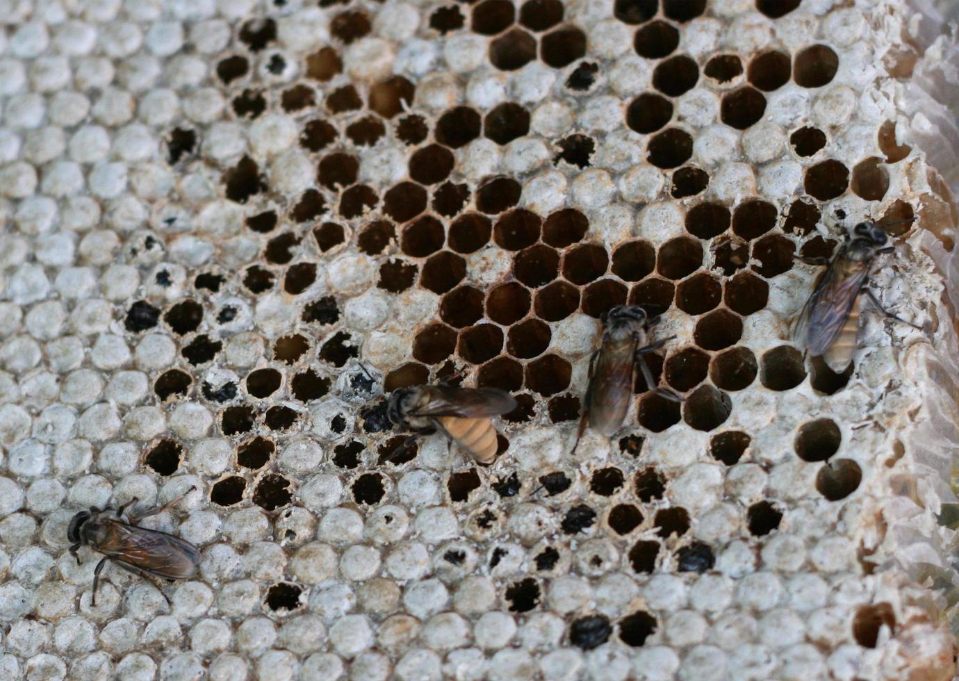 Close up of a bees nest photo