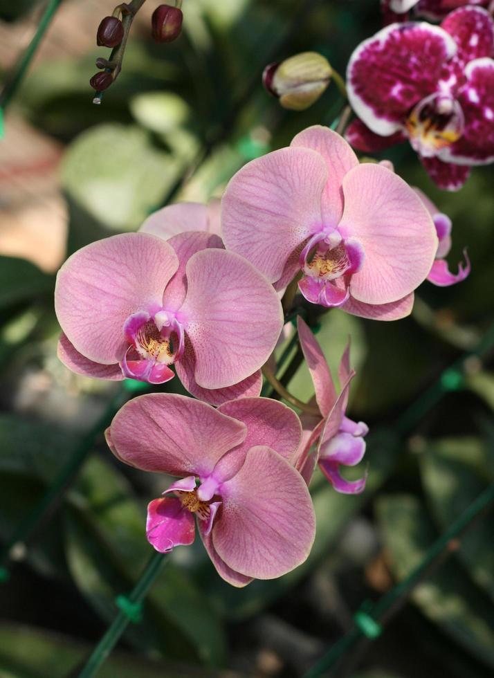 Cerca de una flor de orquídea púrpura foto