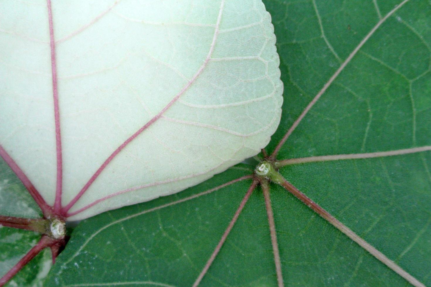 Close up of leaves texture background photo