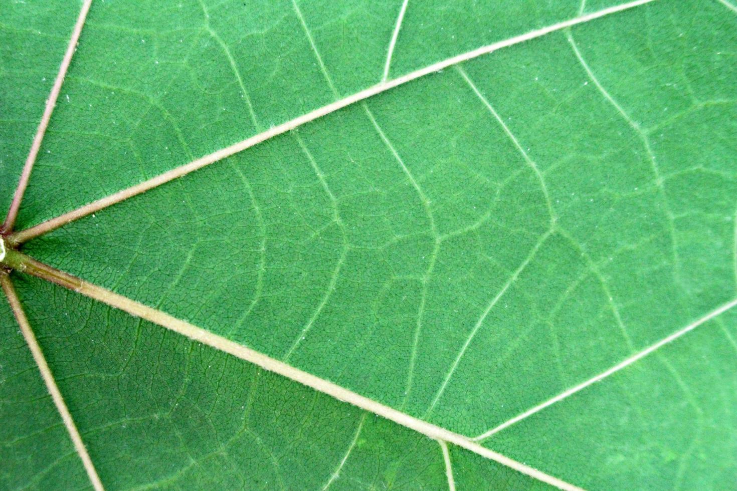 Cerca de hojas de textura de fondo foto