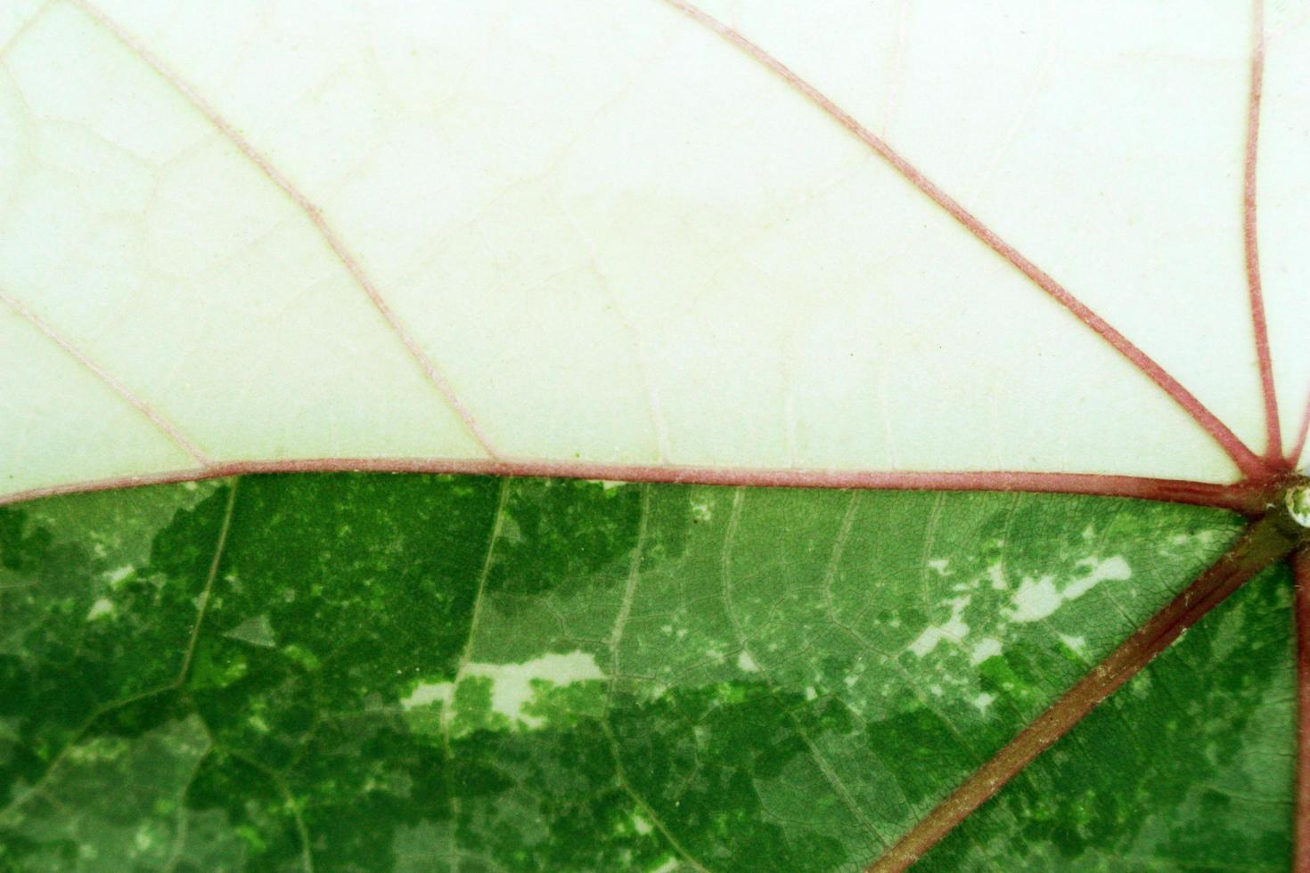 Cerca de hojas de textura de fondo foto