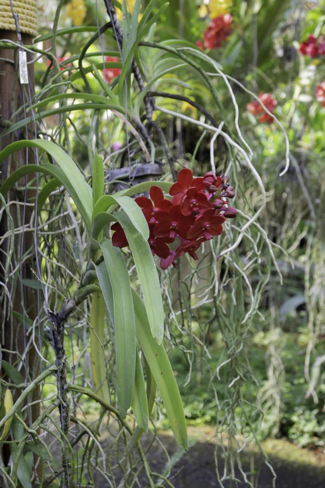 Red orchid in a garden photo