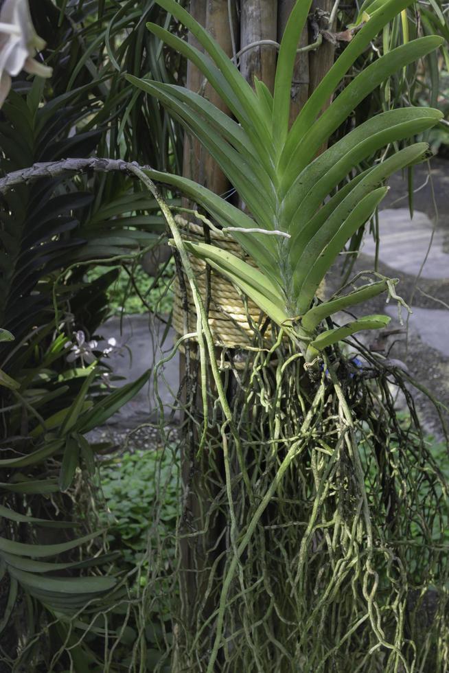 Raíces y hojas de orquídeas. foto