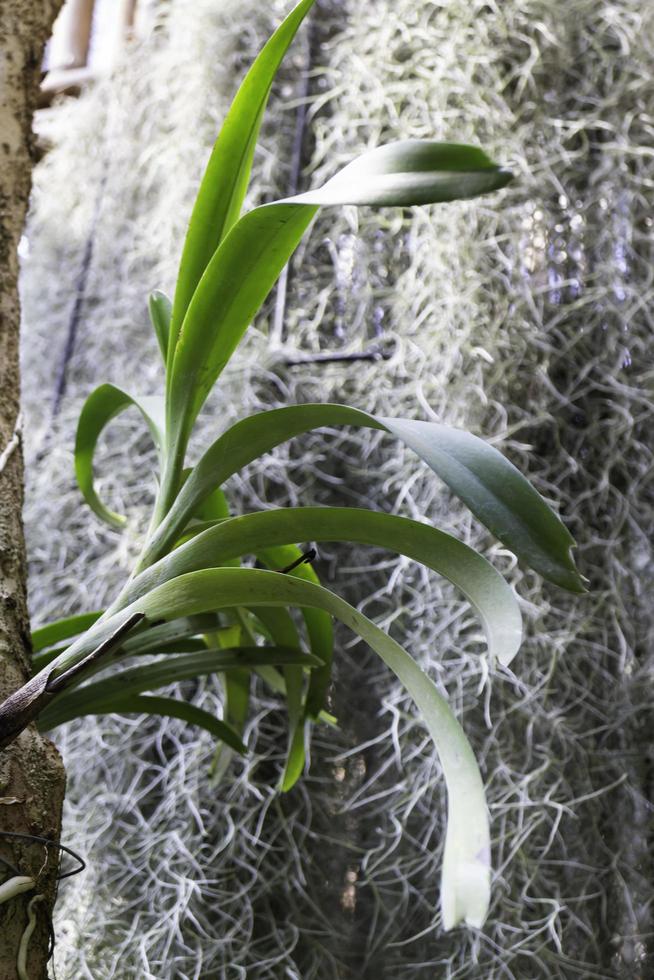 Orchid leaves with moss photo