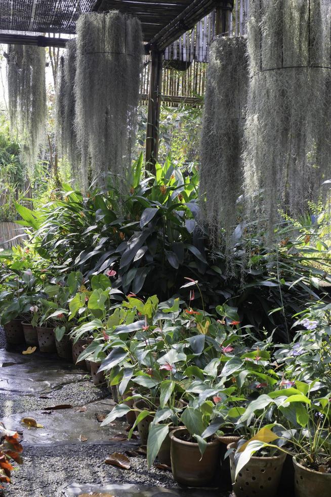 plantas y musgo afuera. foto