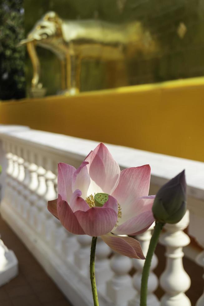 Pink flower at a temple photo