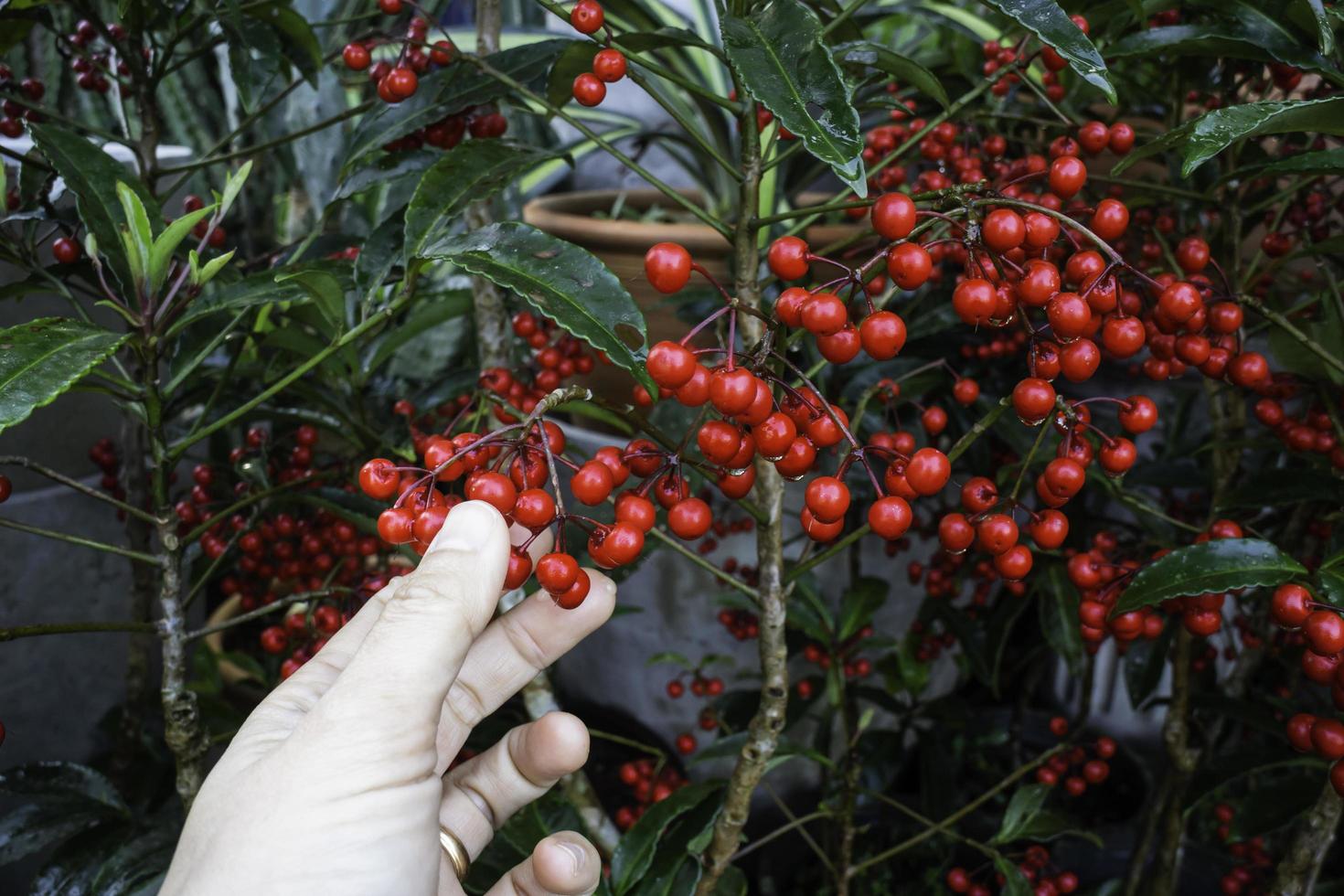 mano sobre frutos rojos en un árbol foto