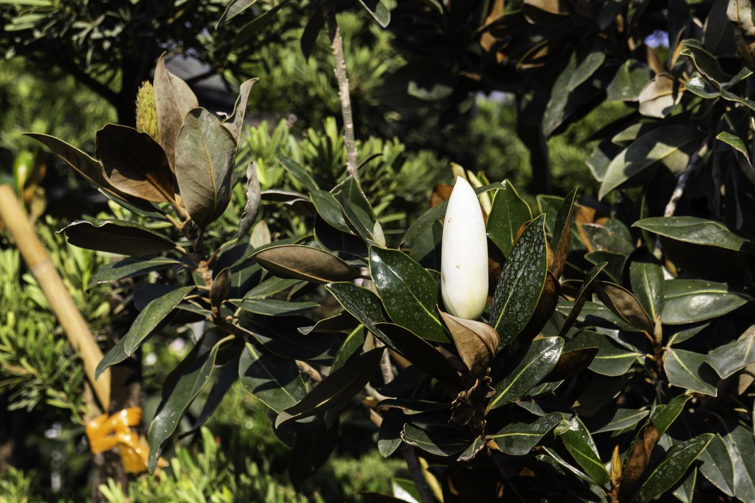Magnolia tree and bud photo