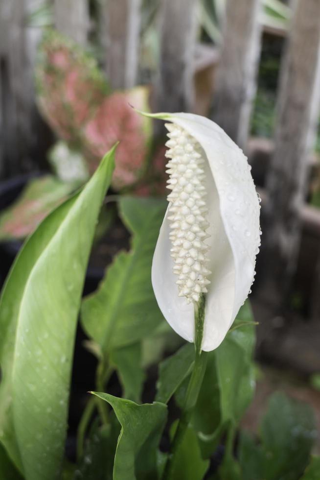 Planta de flor de lirio de la paz en el jardín al aire libre foto