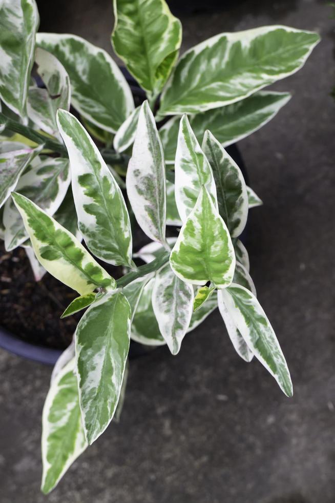 Planta de gemas de Zanzíbar en jardín exterior foto