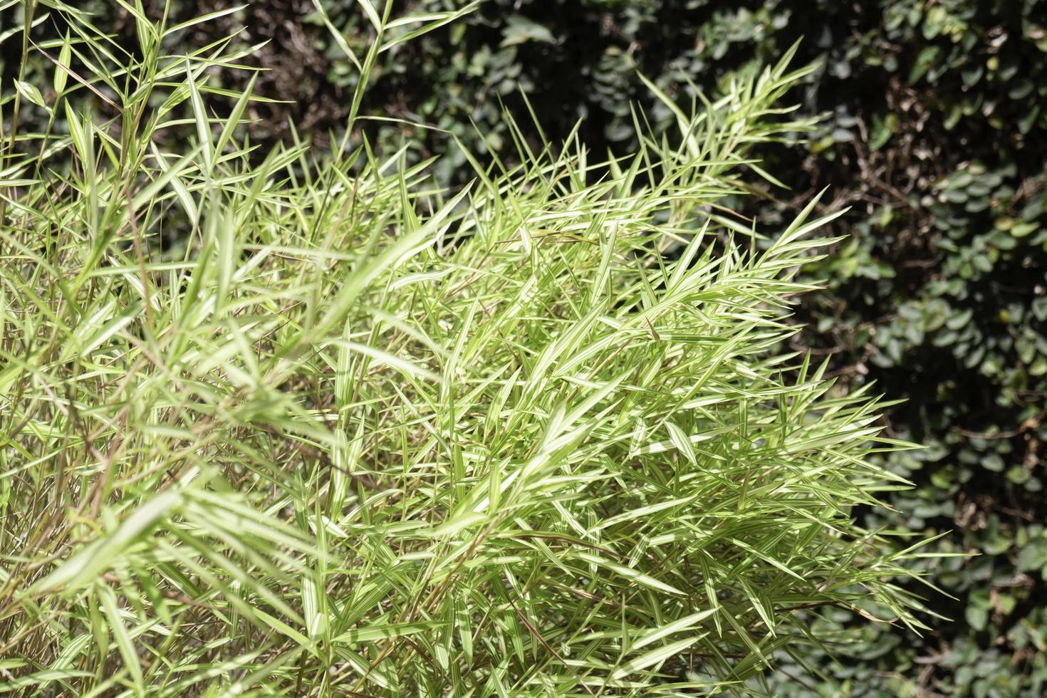 Silver bamboo leaves plant in exterior garden photo