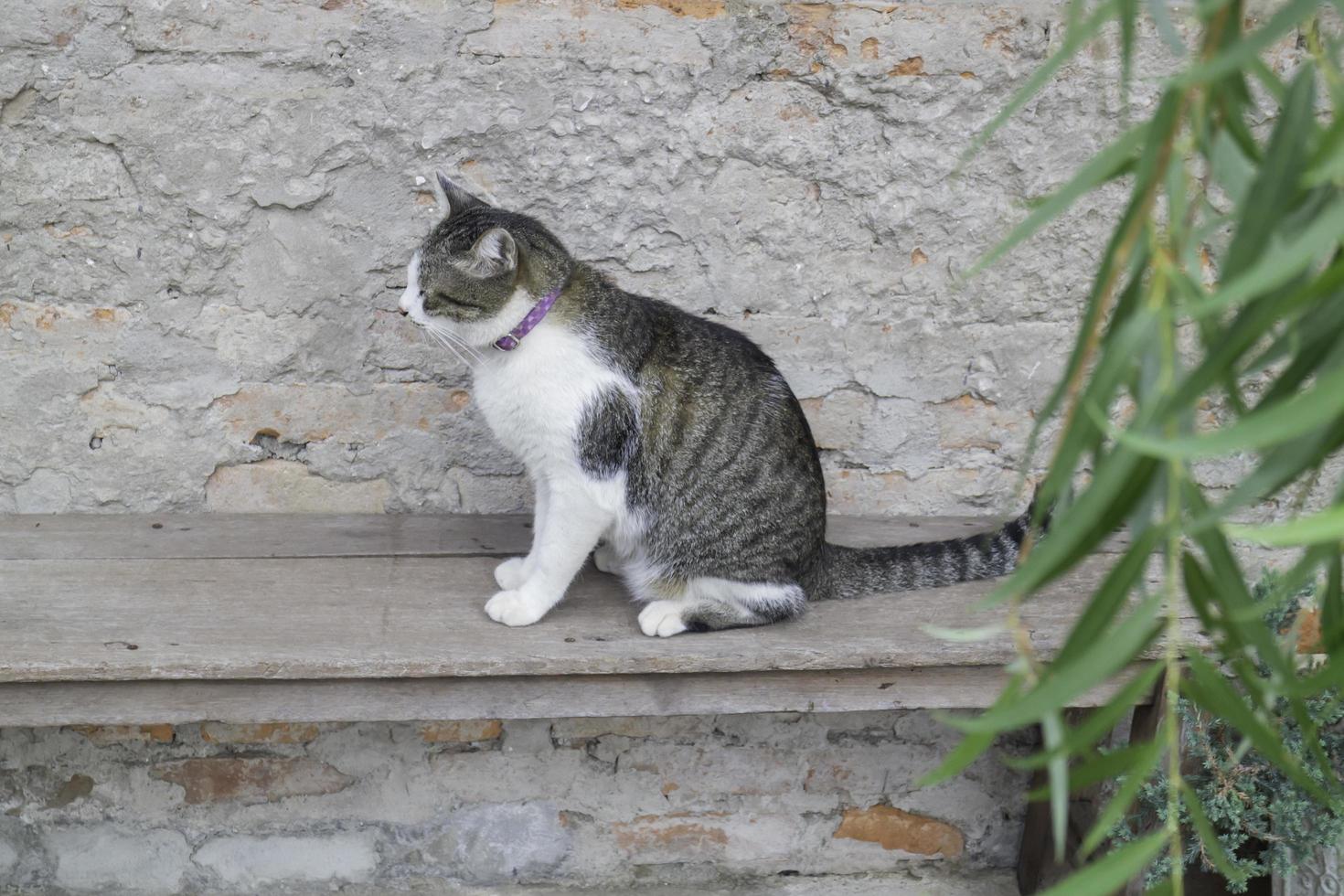 gato doméstico sentado afuera foto