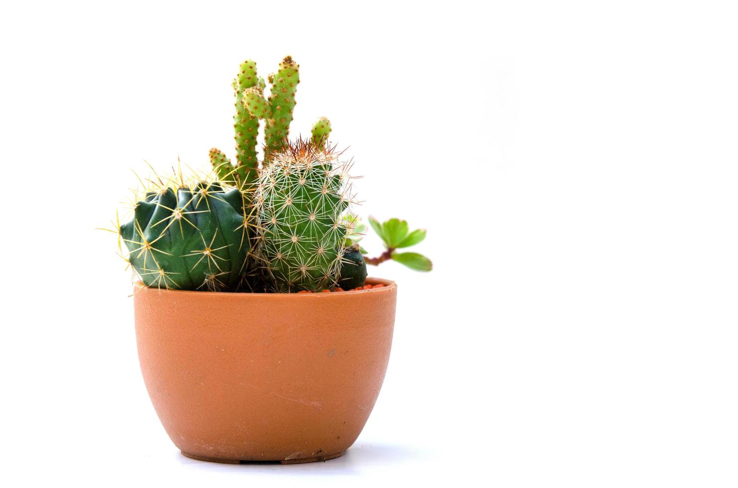 Cacti in a pot photo