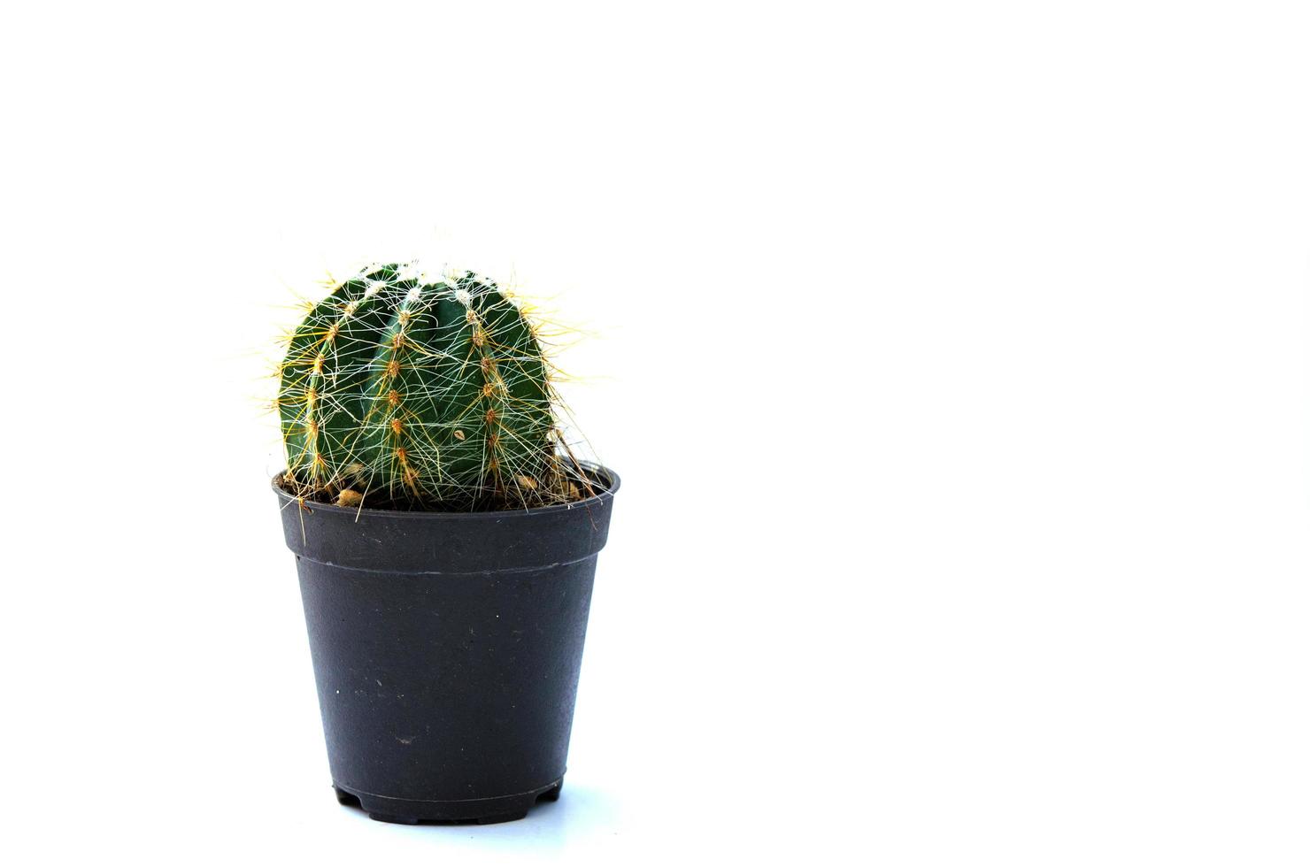 Potted cactus on white photo