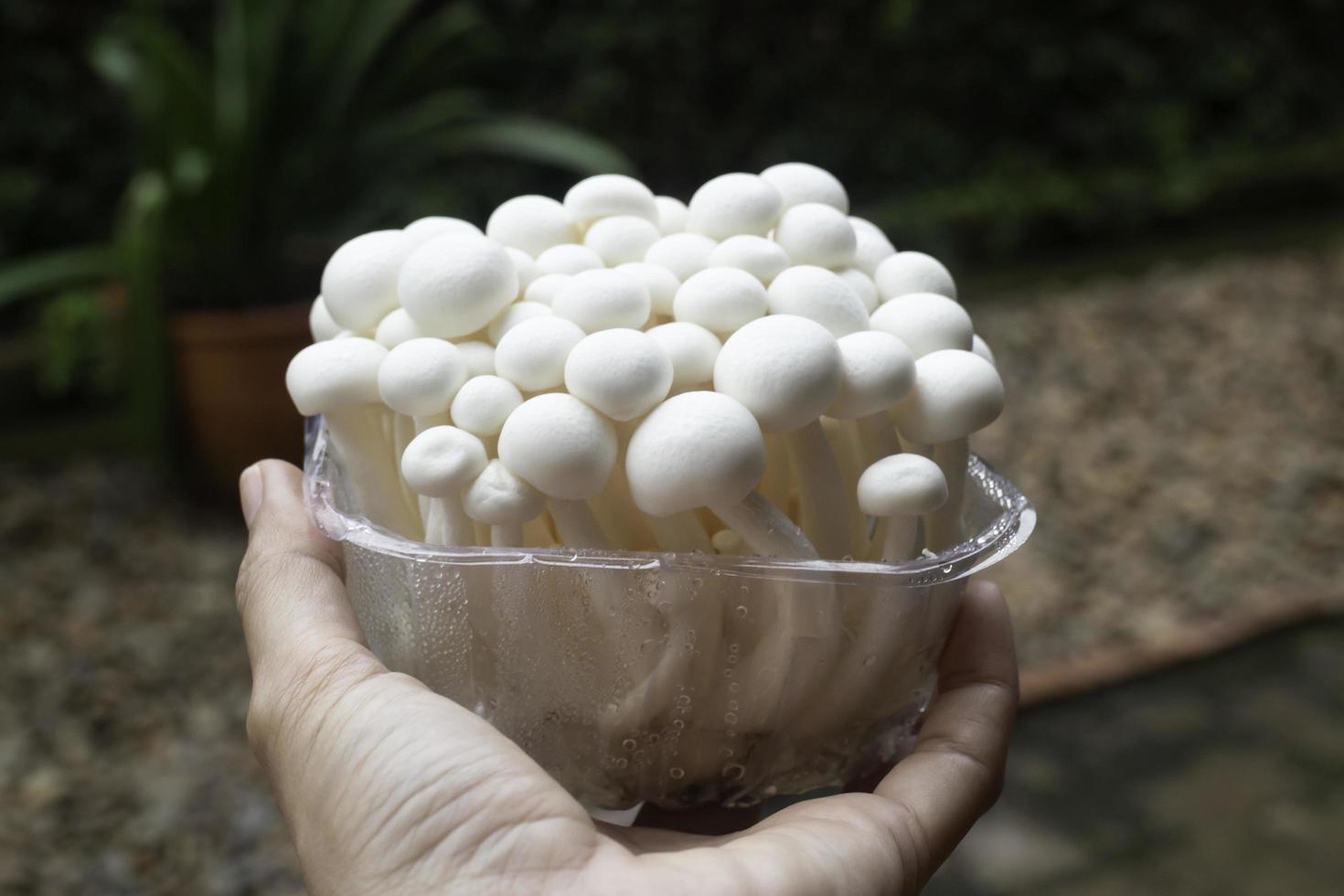 Raw shimeji mushroom photo