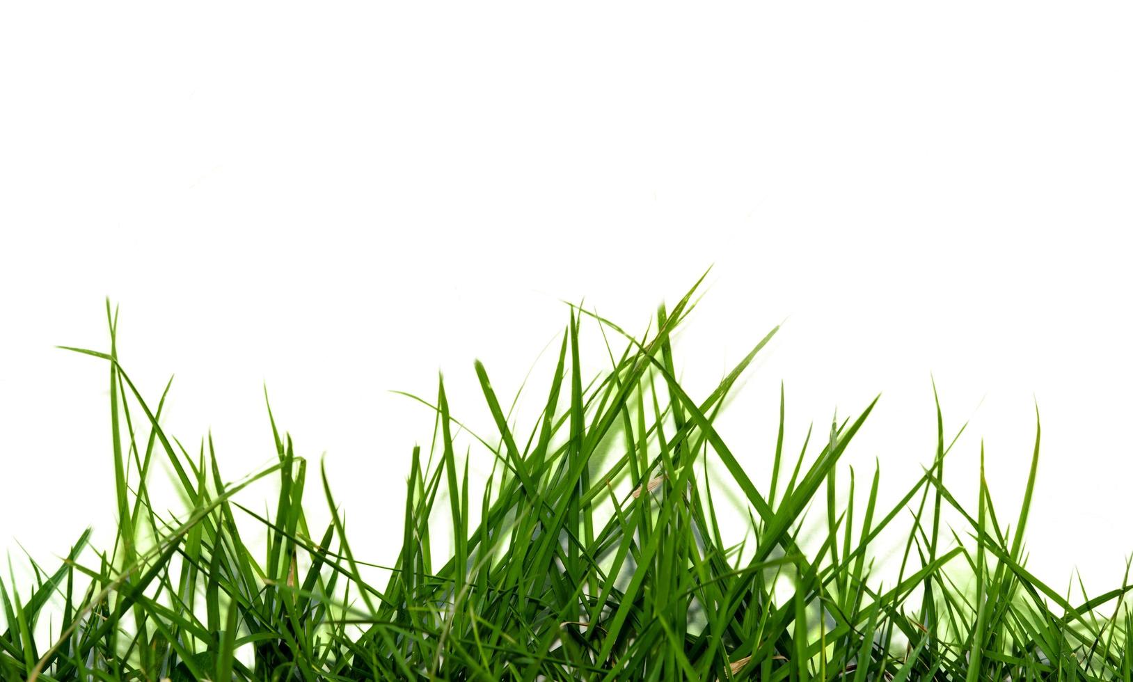 Grass isolated on a white background photo