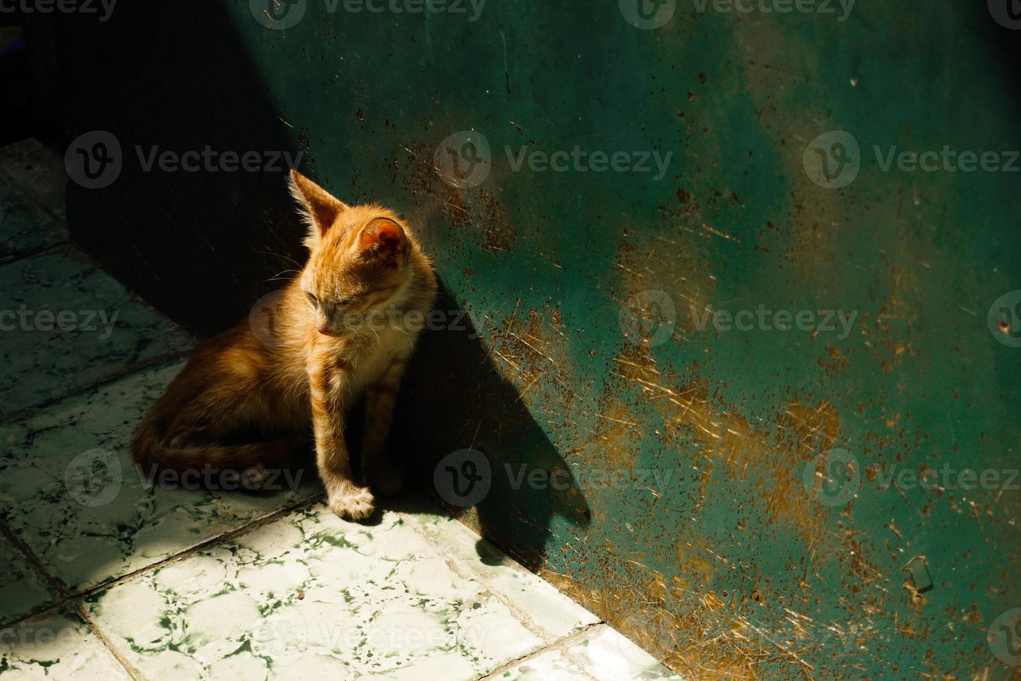 gatito naranja soñoliento en el callejón foto