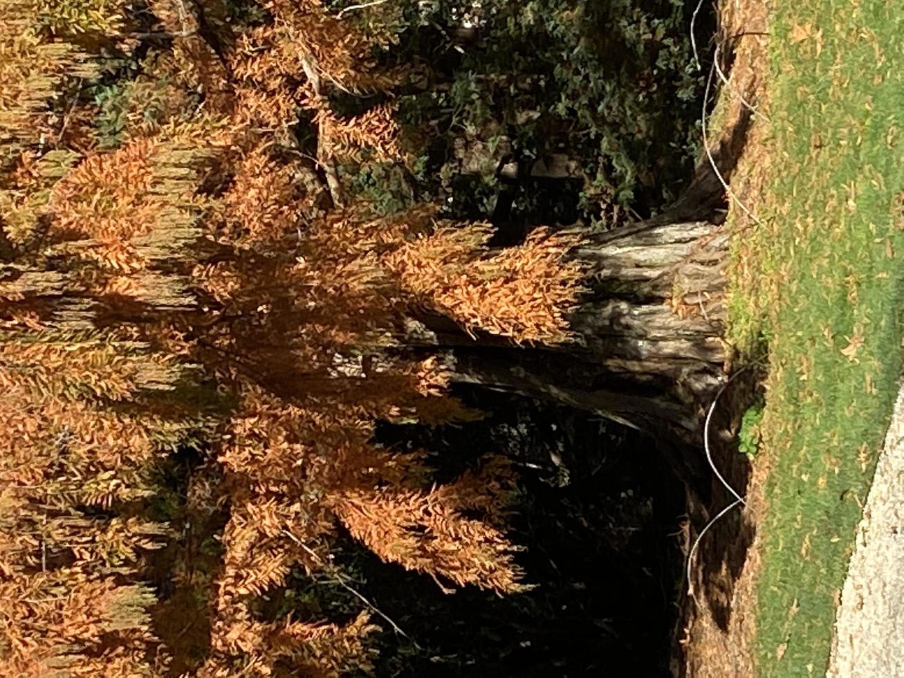 The rusty tree photo